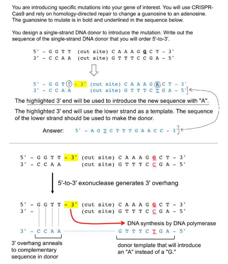 <p>b/c:</p><p>donor template is similar to the target gene, so the donor template is complementary to the strand opposite of the target gene strand</p><p>SO</p><ol><li><p><span style="color: red;">change the specific DNA strand to have the mutation</span></p></li><li><p><span style="color: red;">draw out the complementary sequence to that strand (<strong><u>b/c donor template is complementary to the non-target gene/strand</u></strong> & similar to target gene/strand</span></p></li></ol><p>__</p><p>SDSA:</p><ul><li><p>Cas9 cleaves & forms DSB in DNA</p></li><li><p>5’→3’ exonuclease forms 3’ overhangs (only 1 is indicated in the pic)</p></li><li><p>the indicated overhang will anneal to the homologous seq. on the repair template</p></li><li><p>will be extended via DNA pol. <u>in the 5’ → 3’ direction</u></p></li><li><p>that newly synthesized strand will reanneal to its broken end</p></li><li><p>(not known, but complementary stand gap is filled in via DNA pol using newly synth. strand as template)</p></li></ul><p>look at bottom pic for donor template & 3’ overhang</p><div data-type="horizontalRule"><hr></div><p>(You use the lower strand because HDR copies from a complementary template; the ssDNA donor is designed to match that template strand (5′→3′), except at the target base where the mutation (G→A) is introduced so that repair installs the desired change.)</p><p></p>
