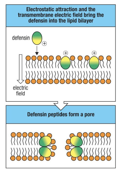 <p>Antimicrobial peptides kill by what mechanism?</p>