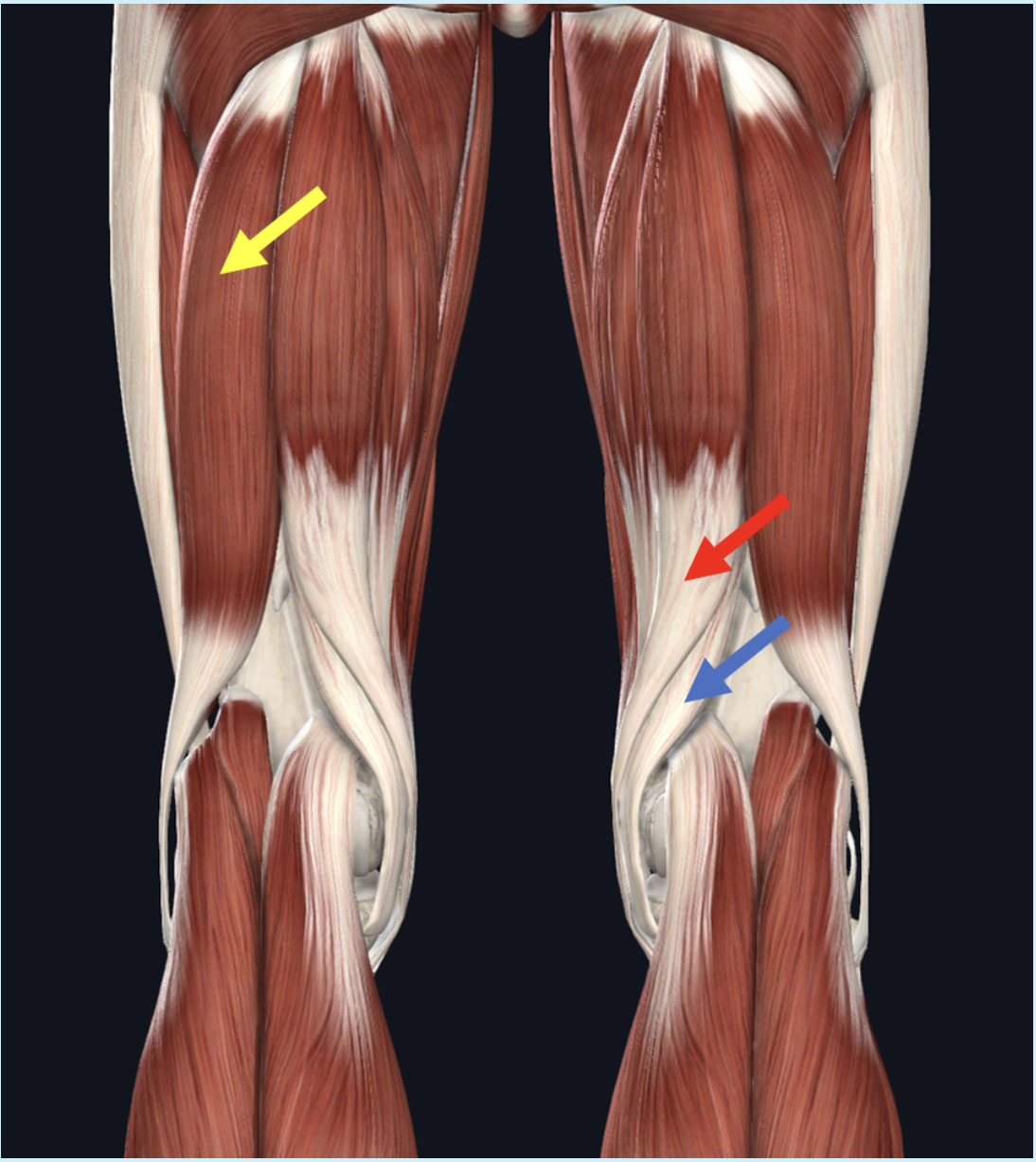 <p><span>Identify the muscle at the tip of the red arrow</span></p>