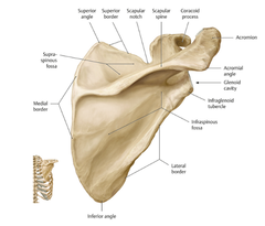<p>spine of scapula</p><p>supraspinous fossa</p><p>infraspinous fossa</p><p>scapula notch</p>