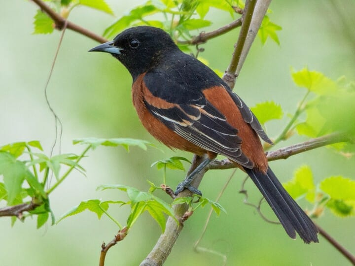 <p>orchard oriole</p><p>black above <br>orange below </p>