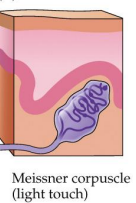 <p>near surface of smooth skin</p><p>layers of overlapping disks moved by pressure - open underlying ion channels </p><p>light touch</p><p>fast-adapting</p><p>help perceive object forms</p><p>prevalent in fingertips, tongue, lips </p>
