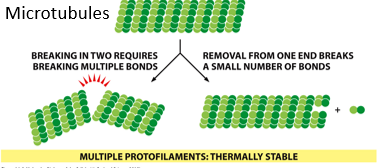 <p>What must be broken to sever a microtubule?</p>