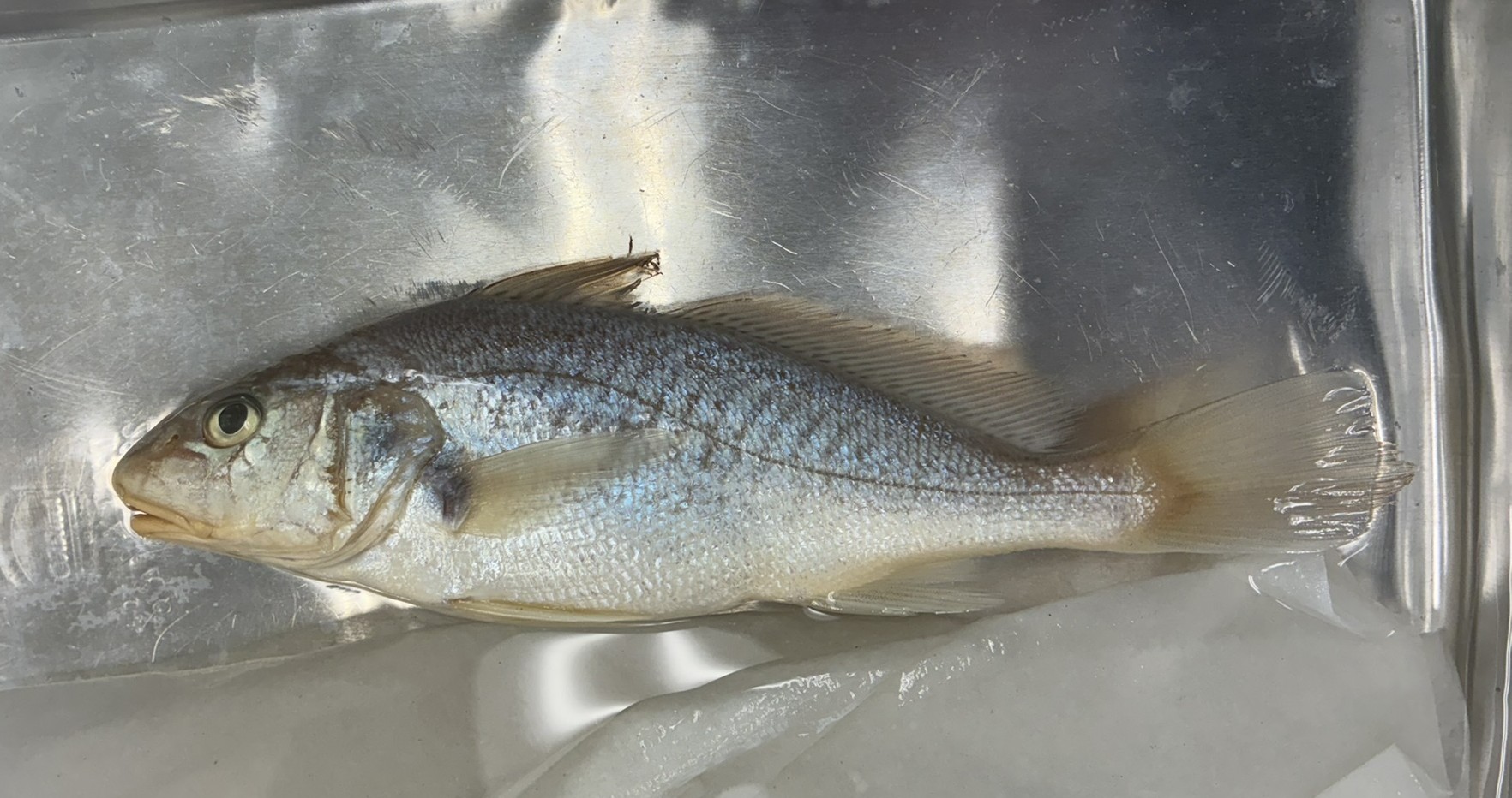 <p>Family Sciaenidae (drums and croakers) - <em>Micropogonias undulatus</em></p>