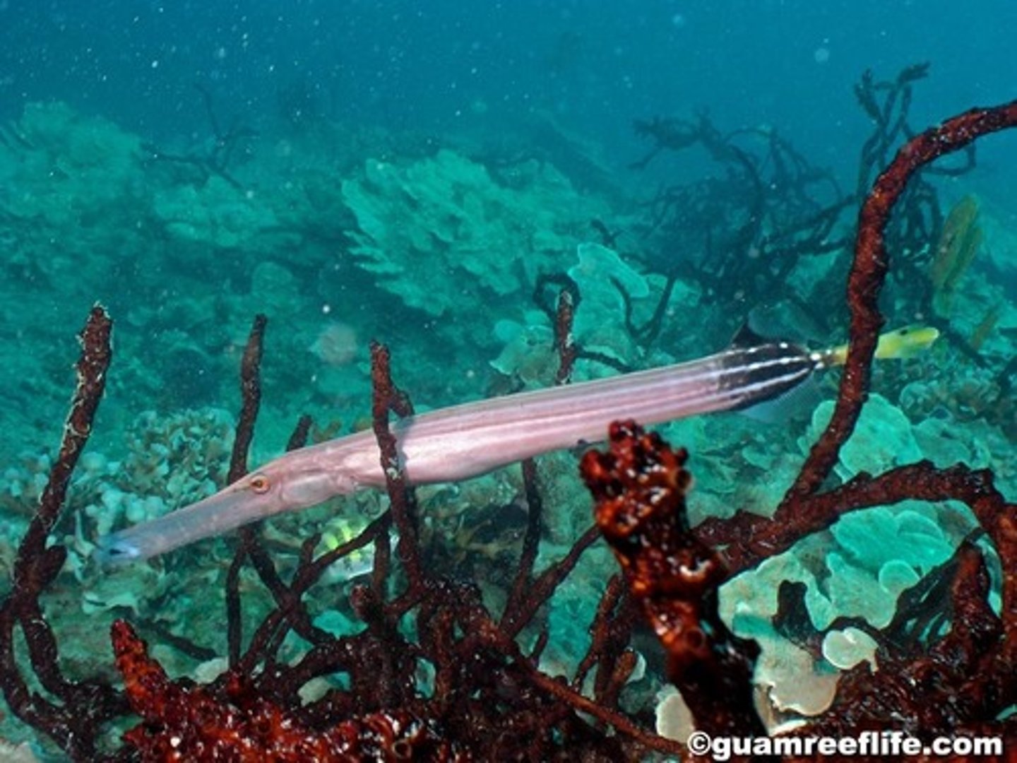 <p>Aulostomus chinensis</p>