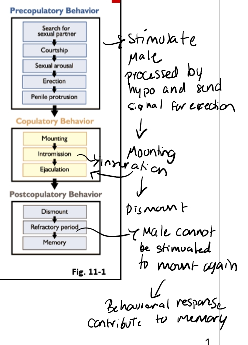 <ul><li><p>Rely on:</p><ul><li><p>odors</p></li><li><p>Visual cues</p></li><li><p>Vocalization</p></li></ul></li></ul><p></p><p><span><strong>Pre-copulatory</strong></span></p><ul><li><p><span>Searching for females</span></p></li><li><p><span>Flehmen response → detects pheromones</span></p></li><li><p><span>Courtship: nudging, vocalizations, mounting attempts</span></p></li></ul><p><span><strong>Copulatory</strong></span></p><ul><li><p><span>Erection (hypothalamus-mediated)</span></p></li><li><p><span>Mounting</span></p></li><li><p><span>Intromission</span></p></li><li><p><span>Ejaculation</span></p></li></ul><p><span><strong>Post-copulatory</strong></span></p><ul><li><p><span>Dismount</span></p></li><li><p><span>Refractory period</span></p></li><li><p><span>Memory-based learning → older males more efficient</span></p></li></ul><p><span><strong>0. Mating Behavior &amp; Copulation Sequence</strong></span></p><p><span><strong>Pre-copulatory</strong></span></p><ul><li><p><span>Searching for females</span></p></li><li><p><span>Flehmen response → detects pheromones</span></p></li><li><p><span>Courtship: nudging, vocalizations, mounting attempts</span></p></li></ul><p><span><strong>Copulatory</strong></span></p><ul><li><p><span>Erection (hypothalamus-mediated)</span></p></li><li><p><span>Mounting</span></p></li><li><p><span>Intromission</span></p></li><li><p><span>Ejaculation</span></p></li></ul><p><span><strong>Post-copulatory</strong></span></p><ul><li><p><span>Dismount</span></p></li><li><p><span>Refractory period</span></p></li><li><p><span>Memory-based learning → older males more efficient</span></p></li></ul><p></p>