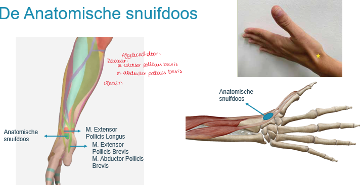 <p><span>De fovea radialis wordt begrends door de pezen van de M. Abductor pollicis Longus en Extensor Pollicis Previs, en de pees van de M. Extensor Pollicis Longus.</span></p>