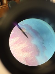 <p>8-10 rows of keratinocytes</p><p>Produce spine like cytoplasmic processes that interlock with adjacent cells by desmosomes</p><p>Strength and flexibility</p>