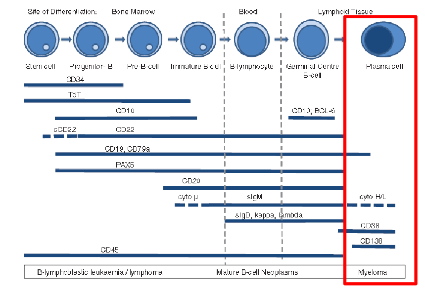 <p>- note how its CD38 and CD138</p>