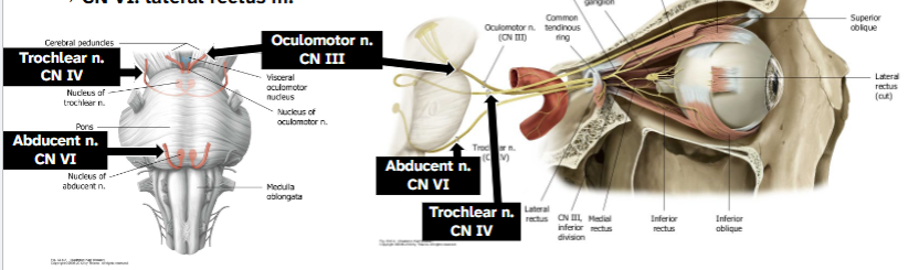 <p>Motor to lateral rectus</p><p>Midbrain (III, IV)</p><p>Emerges from brainstem → cavernous sinus → superior orbital fissure</p>