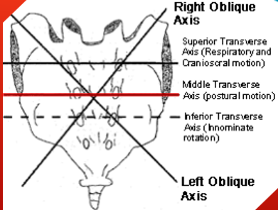 <ul><li><p>located at anterior convexity + S2 sacral body</p></li><li><p>postural flexion + extension </p></li></ul><p></p>