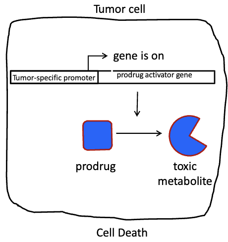 <ul><li><p>introduction of viral or bacterial genes into tumor cells, which convert a non toxic prodrug into a toxic one</p></li><li><p>non toxic prodrug is administered systemically</p></li></ul><p></p>
