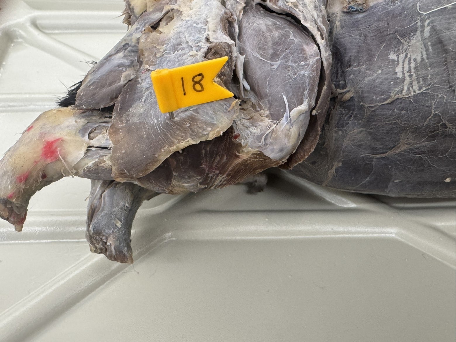 <p>Numbers:</p><p>18</p>