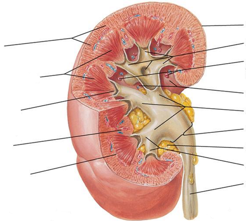 <p>Label the following diagram of the kidney</p>