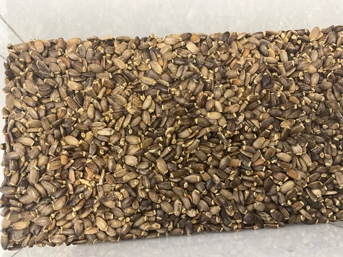 <p>chardon marie </p><p>taille grain de ble </p>
