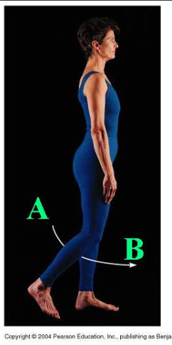 <p><span>Identify the indicated body movement from A to B.</span></p>