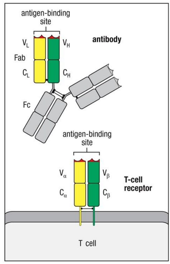 <ul><li><p>The BCR (membrane-bound antibody) consists of two heavy (H) and two light (L) chains linked by disulphide bonds </p></li><li><p>The BCR can be secreted as an antibody by the B cell after it has been fully activated </p></li></ul><p></p><ul><li><p>The TCR consists of one alpha (α) and one beta (β) chain </p></li><li><p>The TCR is membrane bound and never secreted</p></li></ul><p></p>