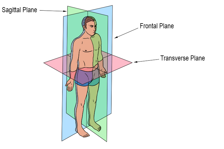 <p>Cutting the body into a front half and back half </p>