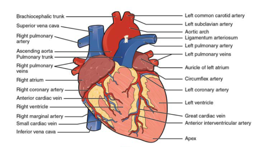 <ul><li><p>consist of the:</p><ul><li><p>right atrium</p></li><li><p>right ventricle</p></li><li><p>left ventricle</p></li></ul></li></ul><p></p>