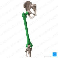 <p>longest and strongest bone of the body</p>