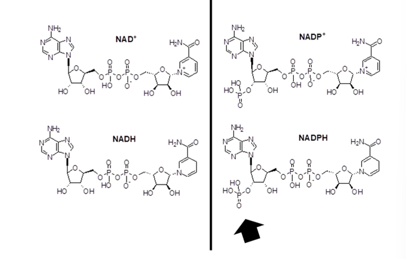 <p>what are the similarities between NADH and NADPH</p>