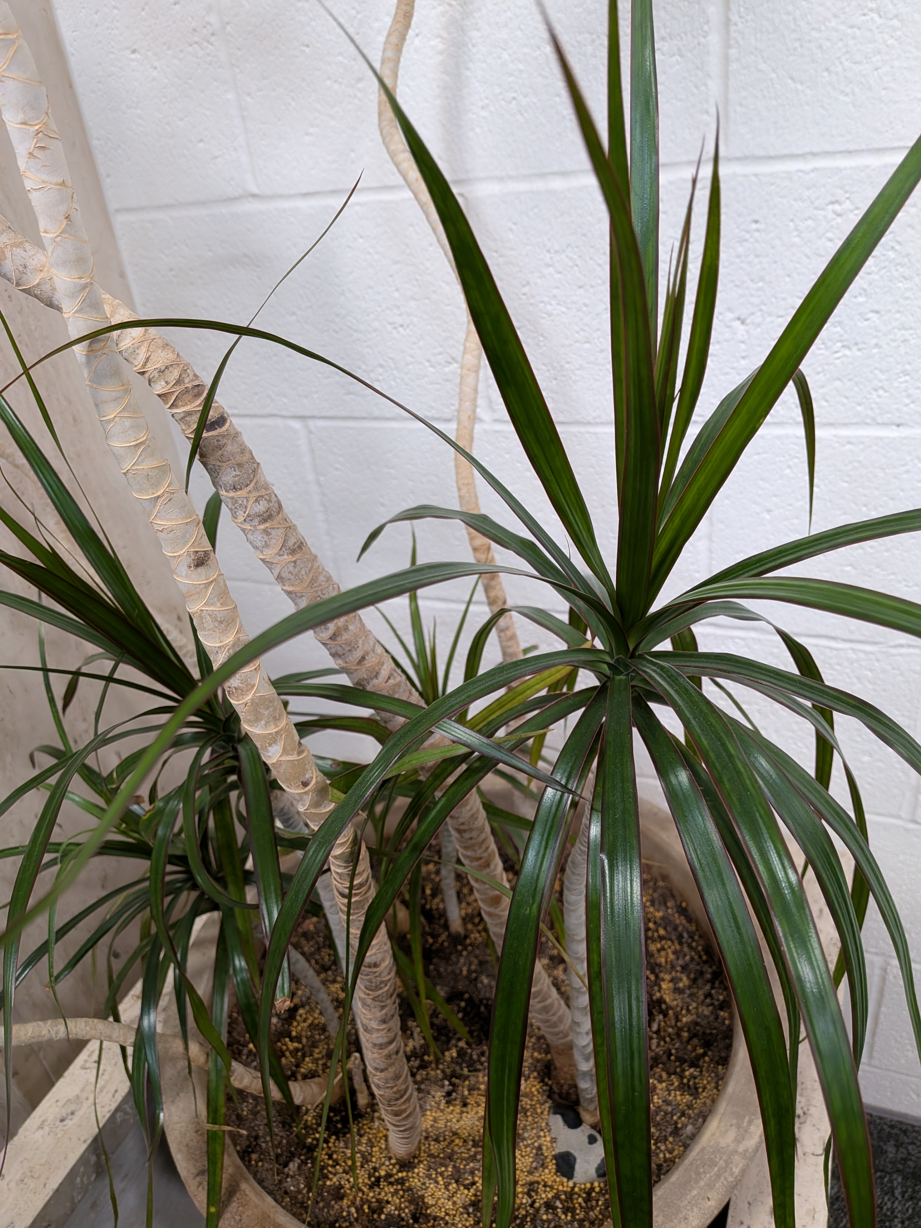 <p>Dracaena marginata</p>