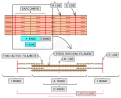 <p>region containing only myosin filaments</p>