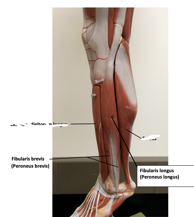 <p>Fibularis brevis</p>