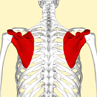 <p>Scapula </p>