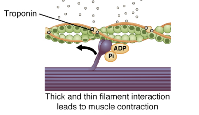 <p>tropomyosin</p>