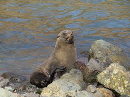<p>Juan Fernandez fur seal</p>
