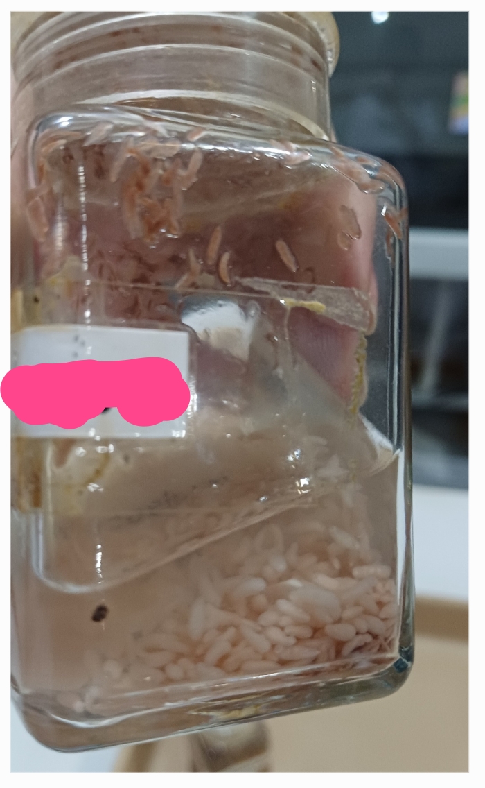 <p>*extremely small, bagoong-like</p><p>Identification:</p><p>Common name:</p><p>Organ loc:</p><p>Intermediate Host:</p><p>Definitive Host:</p><p>Family:</p>