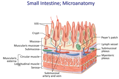 <p>Circular and longitudinal muscle, and a thin layer of muscle (mucosa and submucosa)<br><br>Has PLICA - folds, unlike rugae, these do not disappear as the intestine expands or shrinks. Intestinal villi. <br>Peyer’s patch - only evidence of an immune system in the small intestine, very numerous.</p>