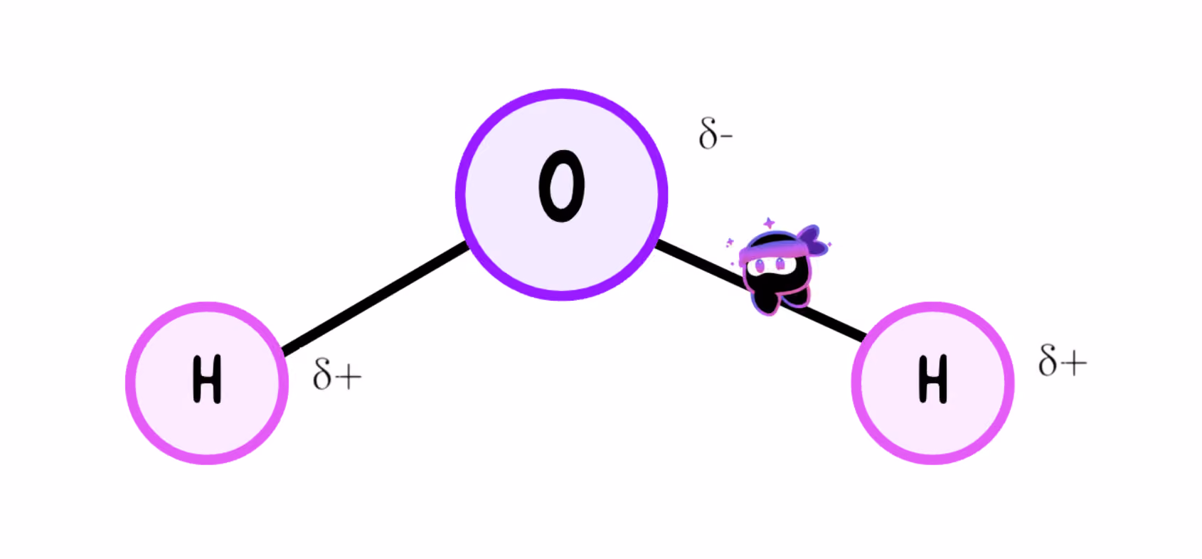 <ul><li><p>Polar molecule with two <strong>H atoms that have a partial + charge</strong></p></li><li><p>One <strong>O atom that has a partial - charge</strong></p></li></ul><p></p>