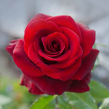 <p>Rose, liz</p>