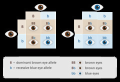 <p>In a heterozygous individual, the allele that will not be expressed in the presence of a dominant allele</p>