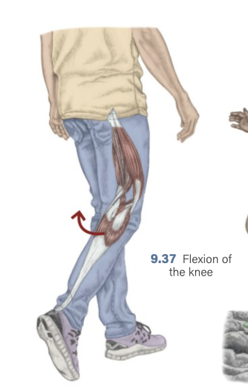 <p>Knee Flexion</p>
