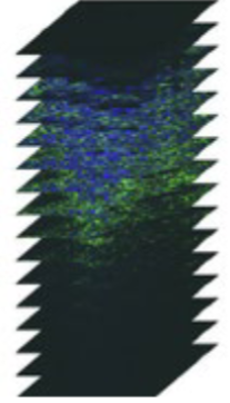 <p>capturing a series of images at different focal depths (z-positions) across the vertical plane of the sample.</p><p>- Allows you to capture a more 3D image</p>