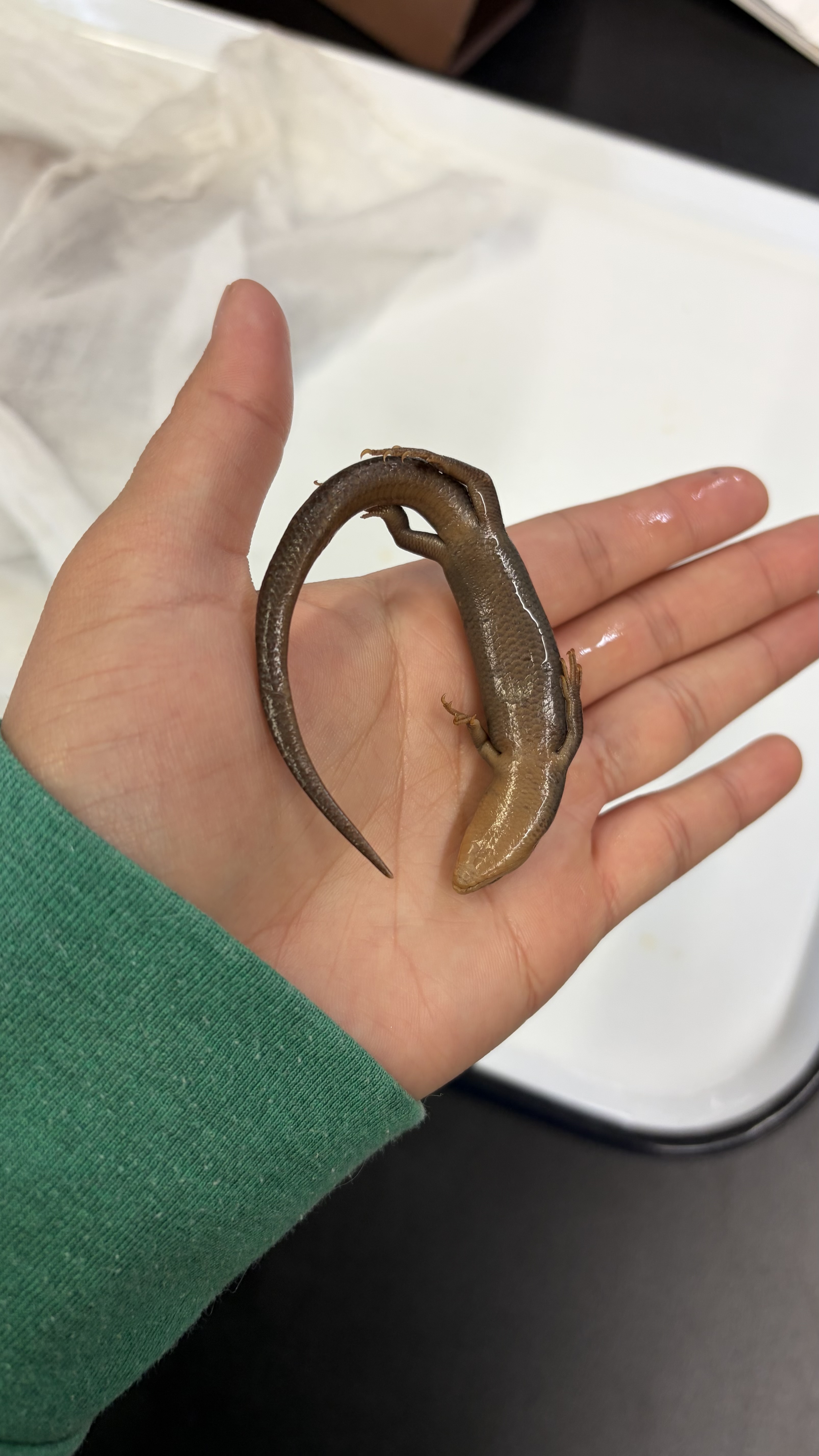 <ul><li><p>Squamata</p><ul><li><p>Scincomorpha</p><ul><li><p>Scincidae</p><ul><li><p><em>Plestiodon fasciatus</em></p></li></ul></li></ul></li></ul></li></ul><p></p>