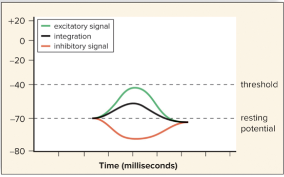 <p>excitatory: it’s axon will transmit a signal </p><p>inhibitory: signals may prohibit axon from reaching threshold </p>