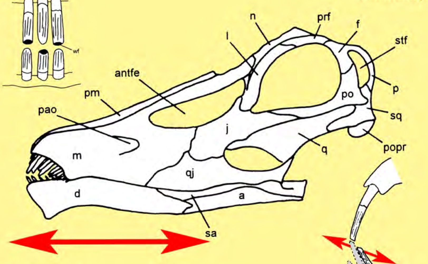 <p>Diplodocus longus (Sauropoda)</p>