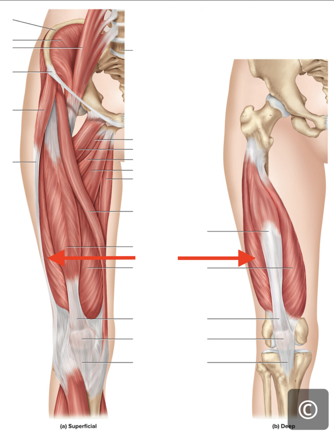 <p>Vastus lateralis</p>