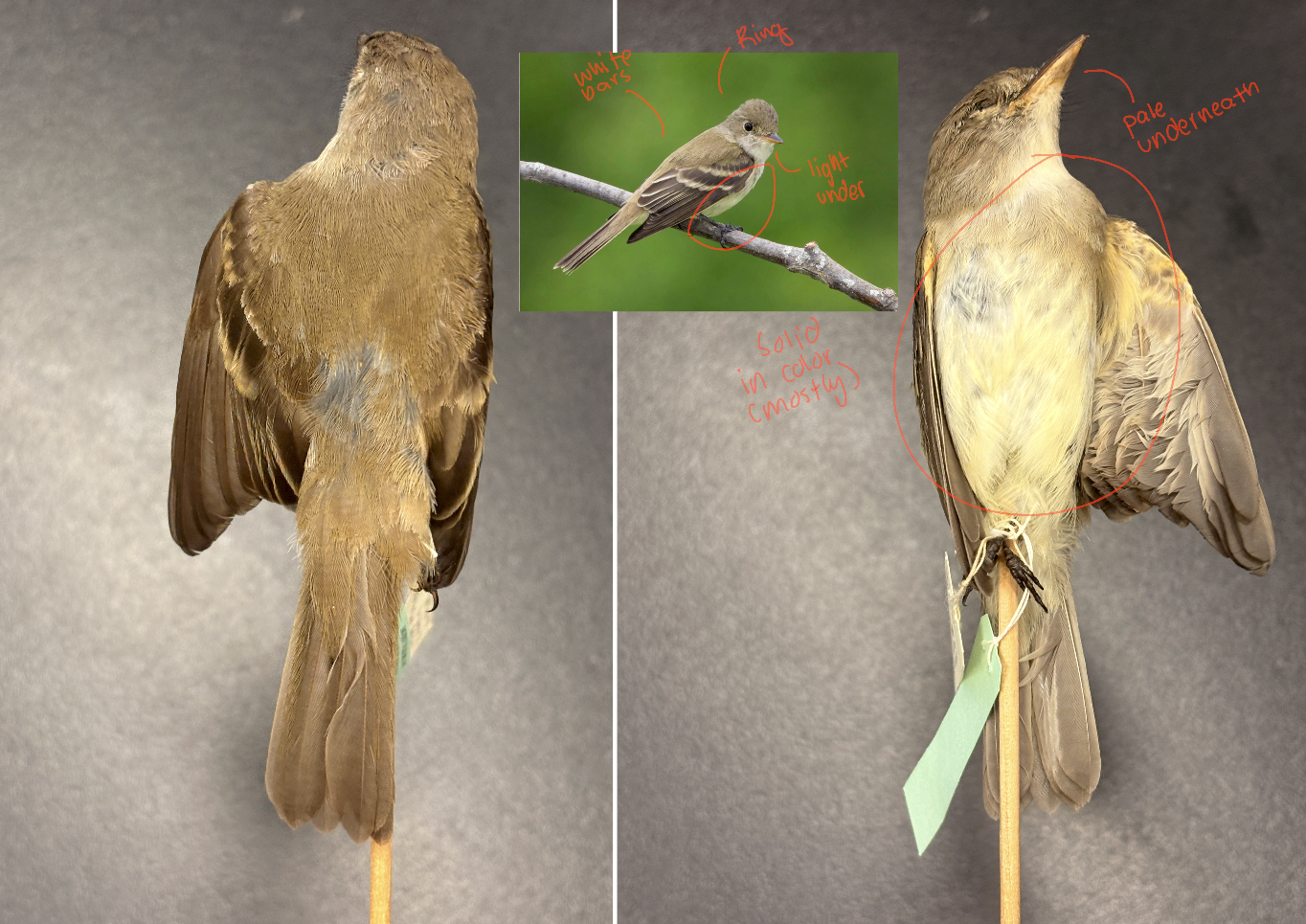 <p>Willow Flycatcher</p><p>Order: Passeriformes</p><p>Family: Tyrannidae</p><p>Habitat: Riparian woodlands</p><p>Life History:</p><p>Long-distance, neotropical migrant</p><p>Conservation:</p><p>CA Endangered Species ā all subspecies</p><p>Causes include loss of habitat due to overgrazing by livestock and cowbird parasitism.</p><p>SWFL: complications from non-native tamarisk</p>