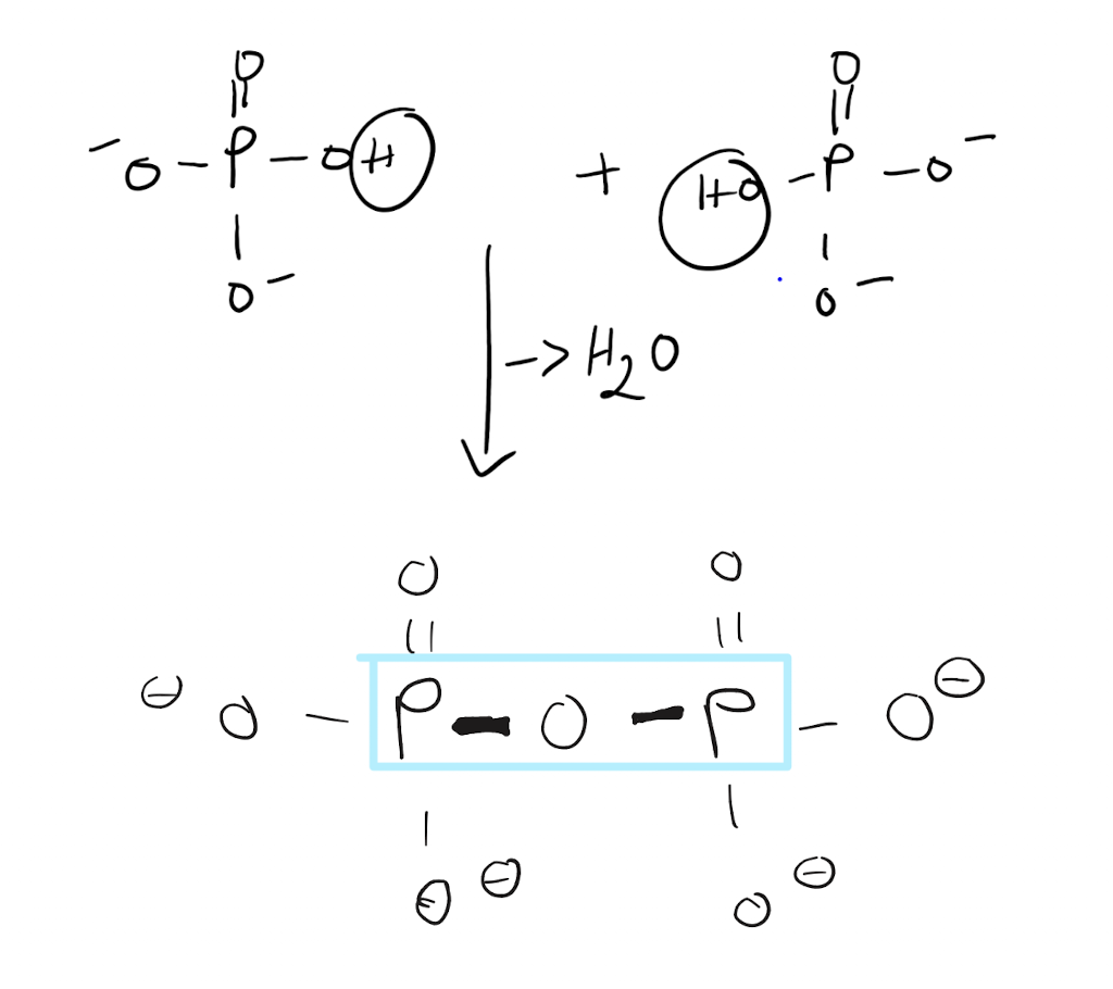 <p>A hydroxyl is removed from a phosphate group and a hydrogen is removed from the hydroxyl group on the other phosphate in a dehydration reaction, precipitating a water molecule. The oxygen attached to the 2nd phosphate group bonds with the phosphorus atom of the other phosphate group, forming the P-O-P phosphoanhydride linkage</p>