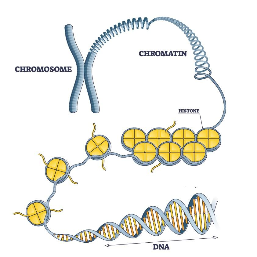 <ul><li><p><span style="background-color: transparent;">Chromatin = combination of DNA and proteins that make up the contents of the nucleus of a cell.</span></p></li><li><p><span style="background-color: transparent;">Chromatin condenses into chromosomes</span></p></li></ul><p></p>