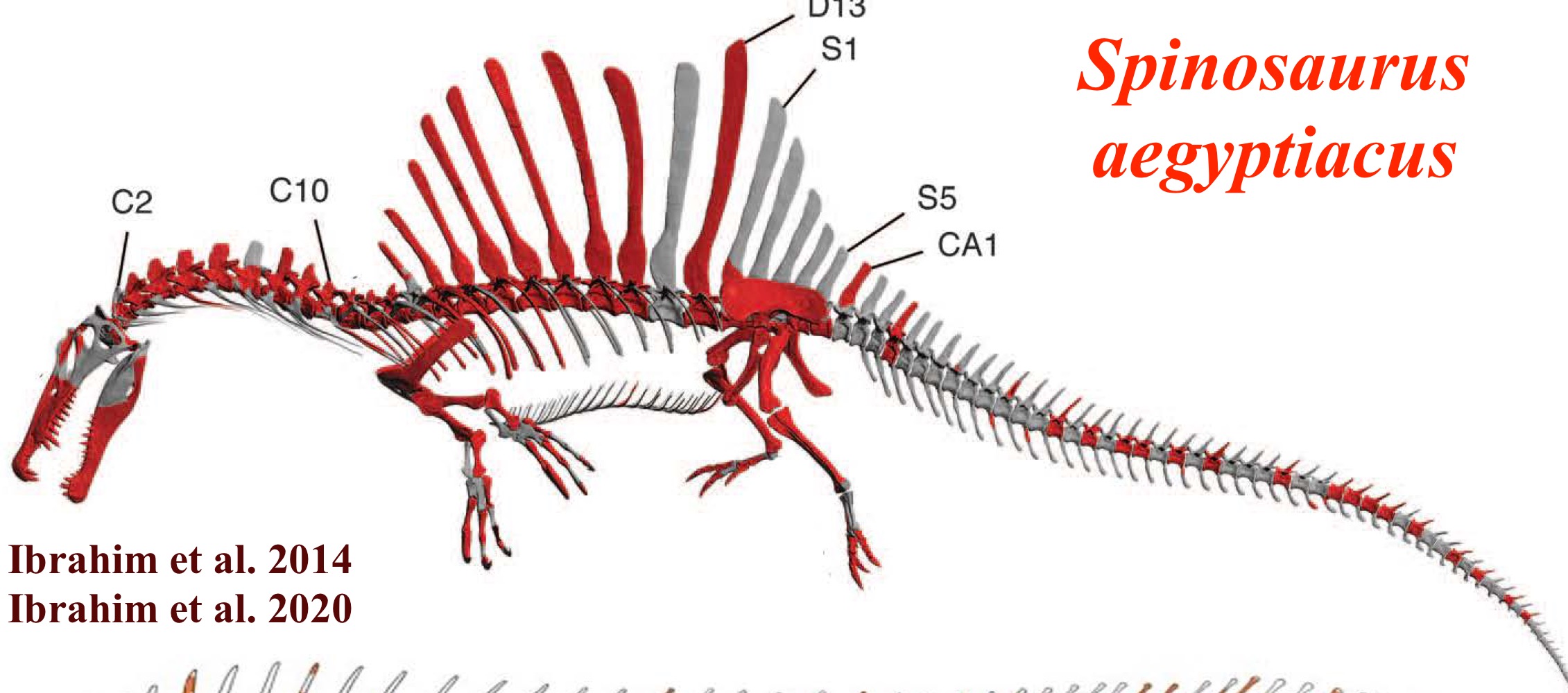 <p>Spinosaurus (Spinosauroidea, Tetanurans) traits</p>