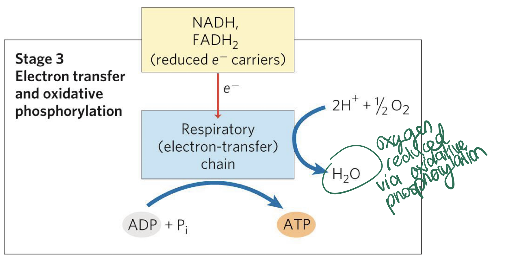 <p>ENERGY FROM REDUCED FUELS IS USED TO SYNTHESIZE ATP</p><p>❖ CHO, lipids, and AA are reduced fuels</p><p>❖ Electrons are transferred to cofactors NAD or FAD</p><p>❖ In oxidative phosphorylation, energy from NADH and FADH2 is</p><p>used for ATP synthesis</p>