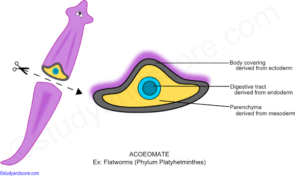 <p>coelomates </p>