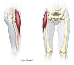 <p>fleshy side of hips</p>