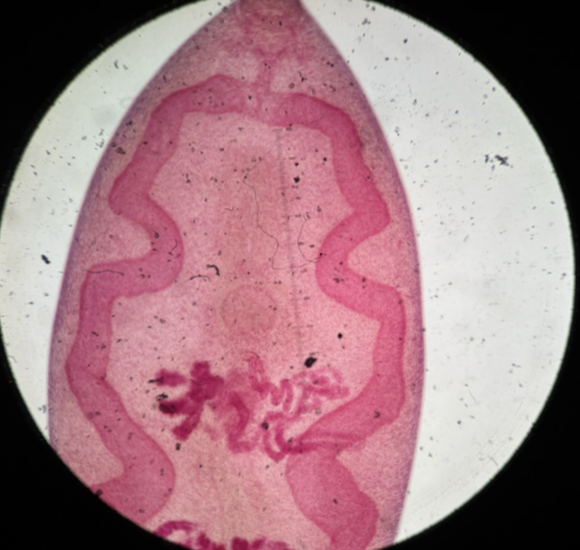 <p>Kingdom?</p><p class="p1">Phylum?</p><p class="p1">Class?</p><p class="p1">Order?</p><p class="p1">Family?</p><p class="p1">Species/Stage?</p>